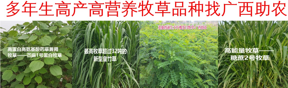 2025年多年生禾本科高產(chǎn)牧草品種推薦