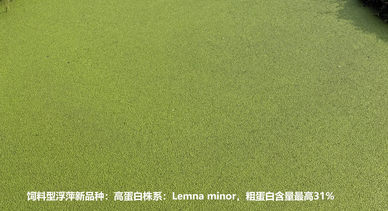 飼料型浮萍新品種：高蛋白株系：Lemna minor，國際編號7868，粗蛋白含量最高31%.jpg