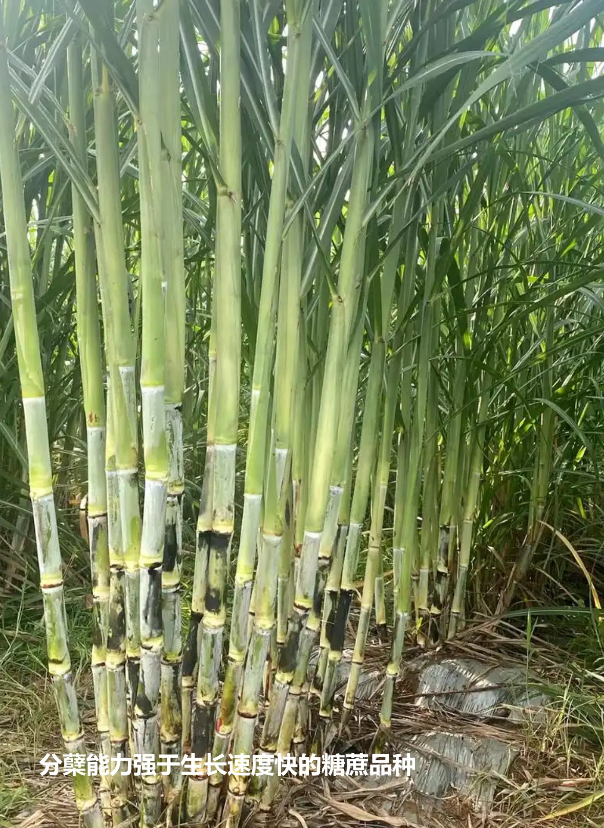分蘗能力強(qiáng)于生長速度快的糖蔗品種.jpg