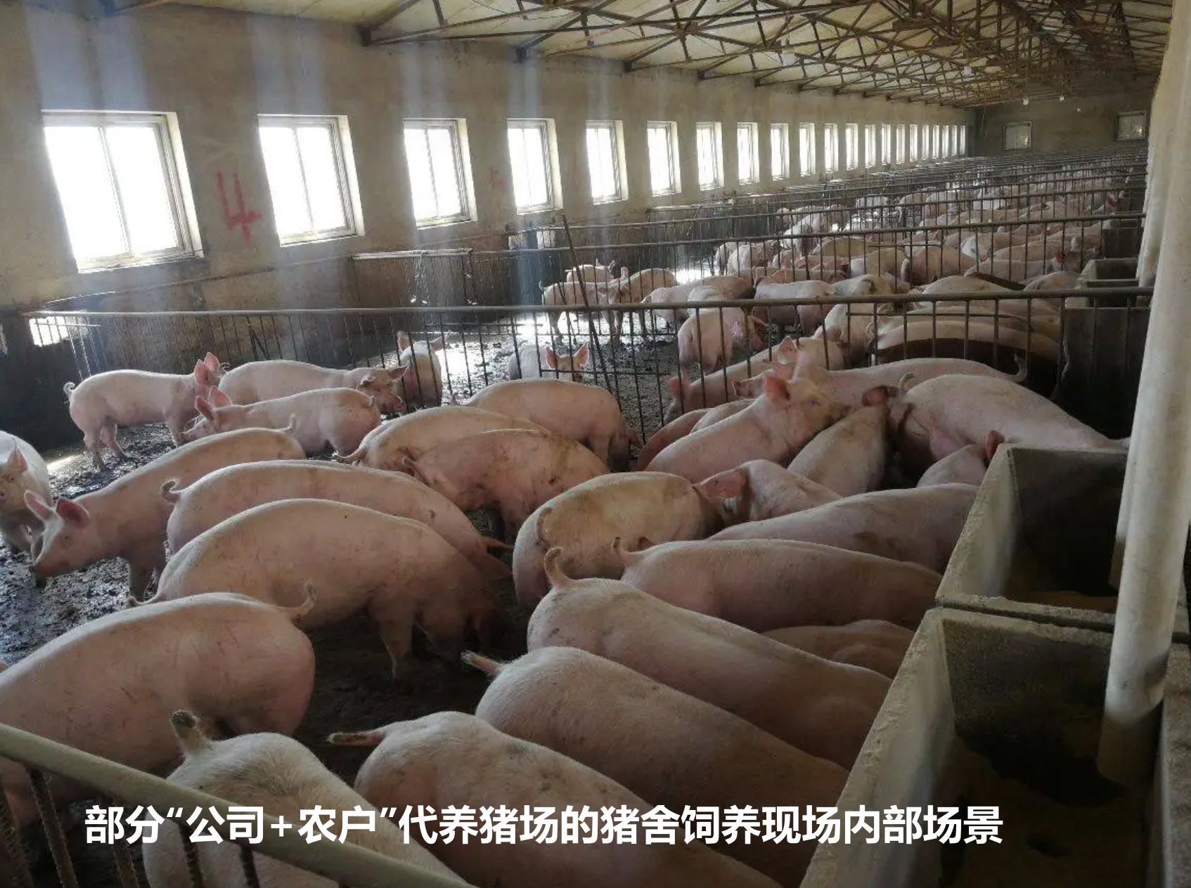 部分“公司+農(nóng)戶”代養(yǎng)豬場的豬舍飼養(yǎng)現(xiàn)場內(nèi)部場景.jpg